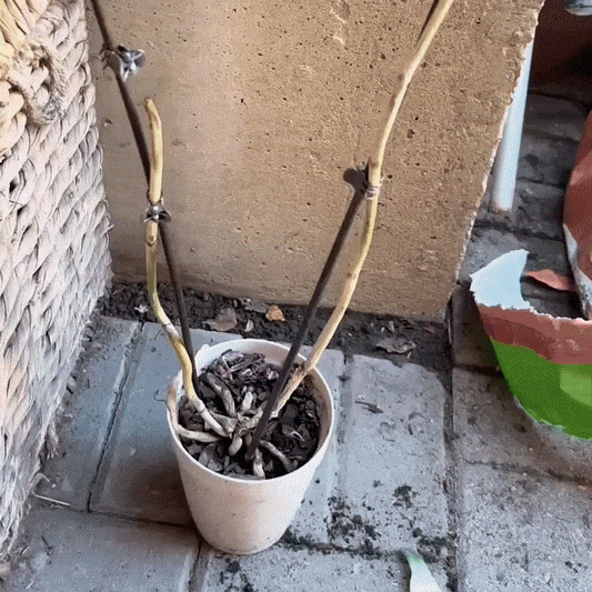 OrhidraSol – Substrat profesional pentru orhidee | 2 kg