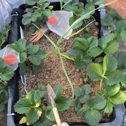 Fertilizator fructe de pădure – Frubio™