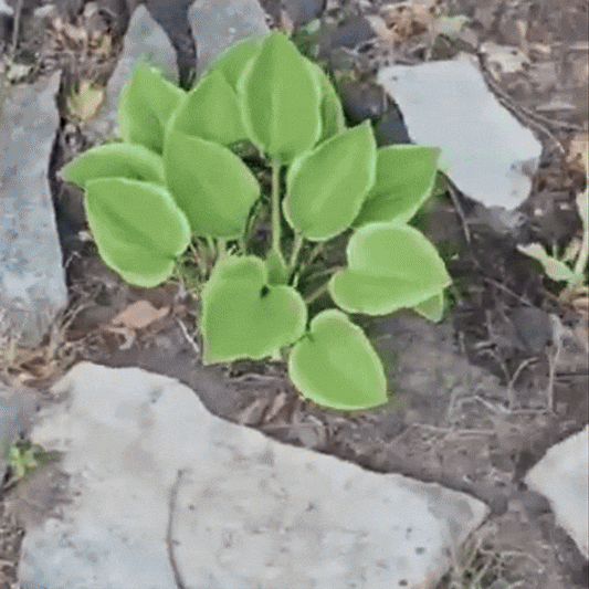 StopMelci – Granule eficiente anti-melci | 100g