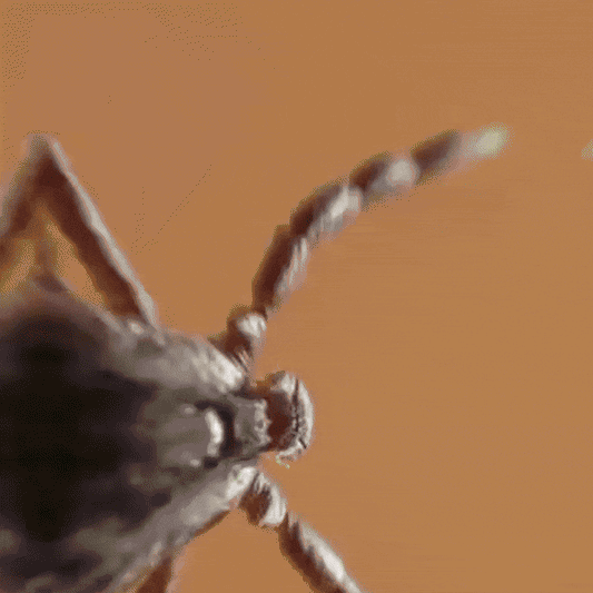 STOPUȘĂ - Scapă de căpușe