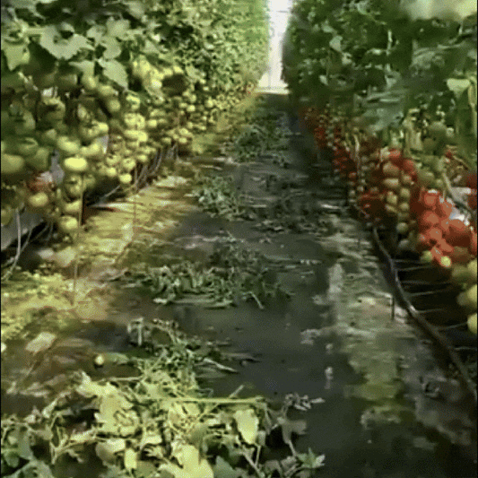 Solario Guard™ | Dezinfectant BIO