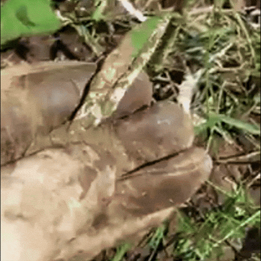 Fungora – Biofungicid Premium