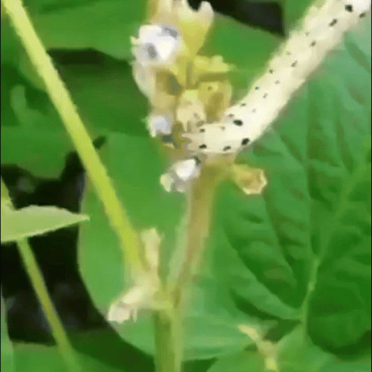 Insectora – Bioinsecticid lichid premium