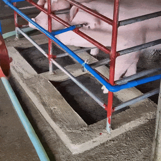 Furaj PORCI 100% BIO