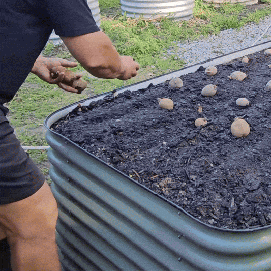 BioCartof – Biostimulator pentru cartofi | 1L