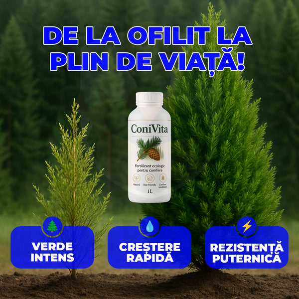 🌲 Redă viață coniferelor tale!