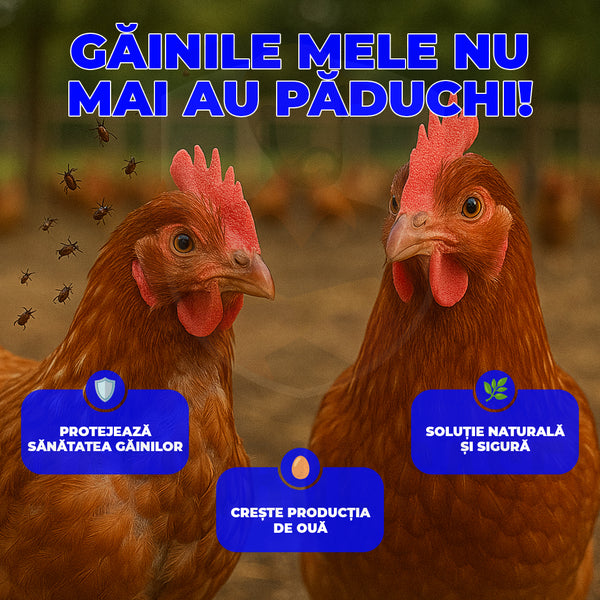 Baia de praf naturală Chickie Whiz