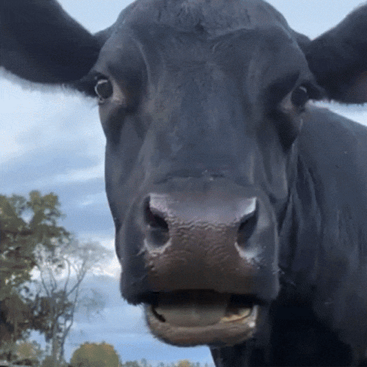 Sățios | Furaj BIO Premium pentru Bovine