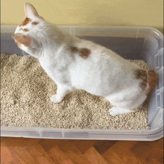 BioMiau – Așternut igienic organic pentru pisici