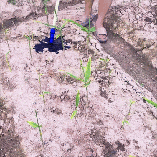 BioRădăcini – Stimulator de înrădăcinare BIO | 250ml