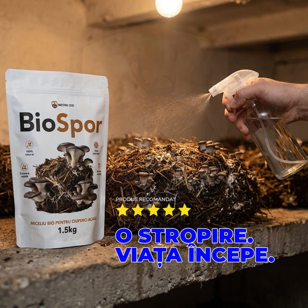 BioSpor — Miceliu de ciuperci Pleurotus  1,5 kg