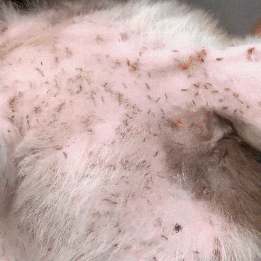 PaPurici - Pulbere naturală împotriva puricilor