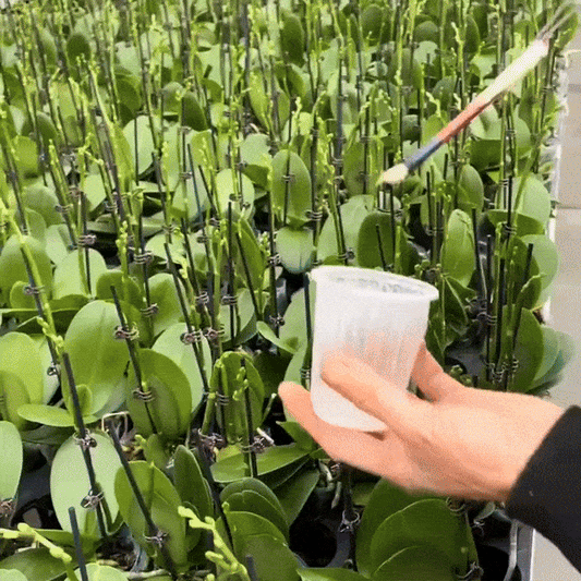 Orhidra – Îngrășământ Bio pentru Orhidee, Tratament pentru Rădăcini și Frunze