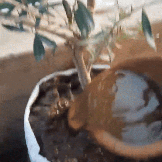 BioMăslin – Biostimulator Ecologic pentru Măslini | 1L