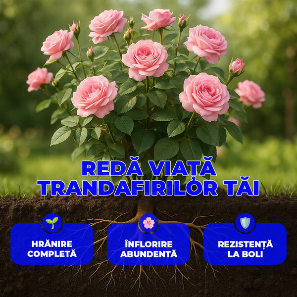 Trandafix - Îngrășământ pentru trandafiri