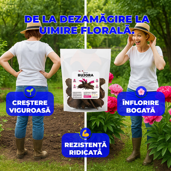 BUJORA – Bulbi Premium de Bujor  3 Bulbi