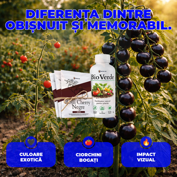 Roșii cherry negre | 3 pachete + BioVerde