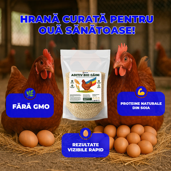 O găină fericită face ouă mai bune!