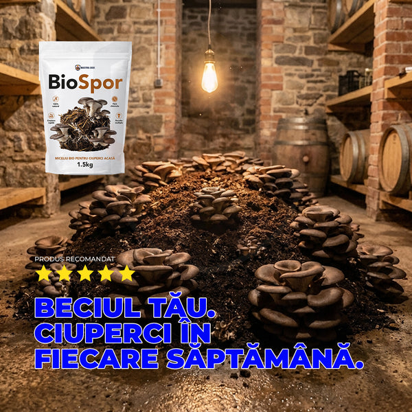 BioSpor — Miceliu de ciuperci Pleurotus  1,5 kg
