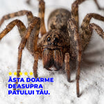 StopPăianjeni – Repelent BIO pentru Păianjeni | 100 ml