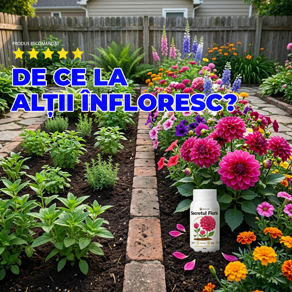 Elixirul Plantelor Vii  VitaBloom