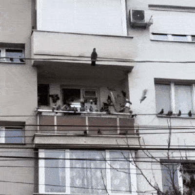 Bandă Anti-Păsări | Păsaro