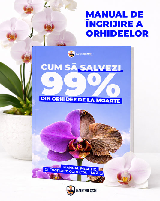99% din Orhidee Mor din Cauza Asta – Ghid Complet de Îngrijire