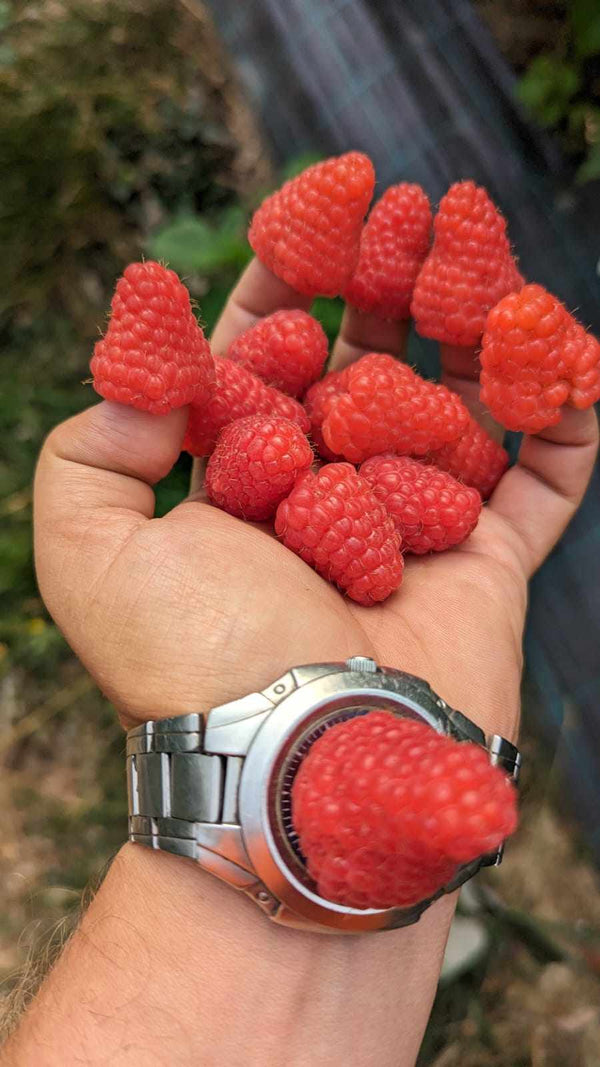Putere naturală pentru fructe delicioase